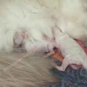 CHATONS 2015-08-11-14h15