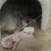 CHATONS 2015-08-16-09h31