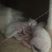 CHATONS 2015-08-17-15h45