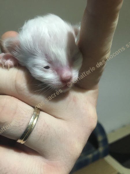 CHATONS 2015-08-18-23h11
