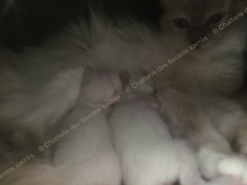 CHATONS 2015-08-21-17h29-2