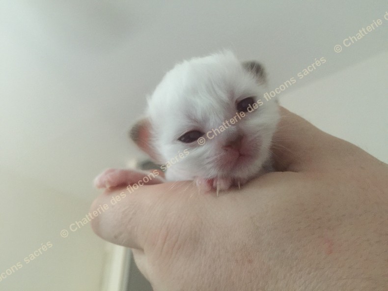 CHATONS 2015-08-25-19h08-2