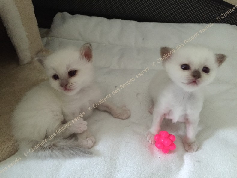 CHATONS 2015-09-04-16h55