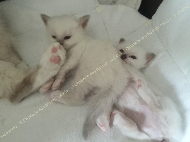 CHATONS 2015-09-05-12h10-5
