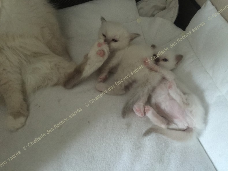CHATONS 2015-09-05-12h10-6