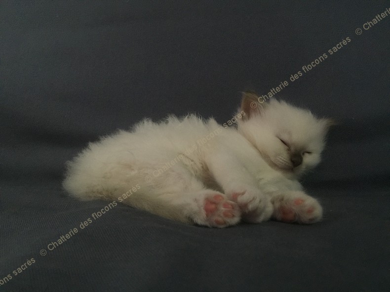 CHATONS 2015-09-17-20h51-1