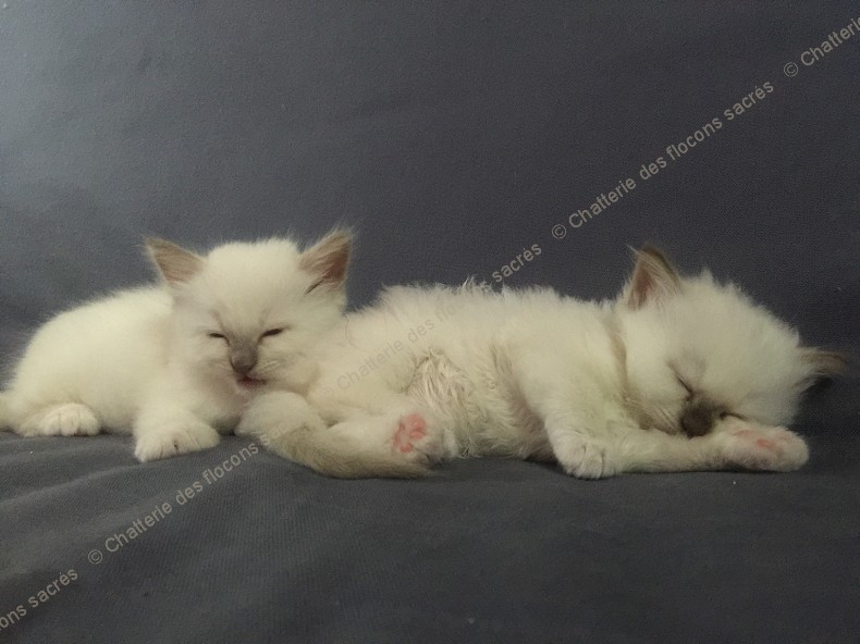 CHATONS 2015-09-17-20h54-4