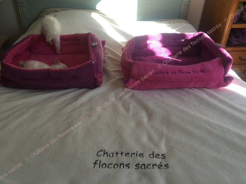 CHATONS 2015-09-30-16h39-1