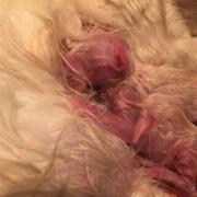 CHATONS 2015-08-11-05h09-1