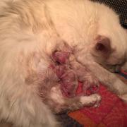 CHATONS 2015-08-11-05h09
