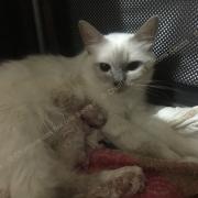 CHATONS 2015-08-11-06h05