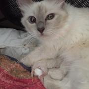 CHATONS 2015-08-11-12h56-2