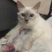 CHATONS 2015-08-11-14h07