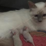 CHATONS 2015-08-11-16h05-4