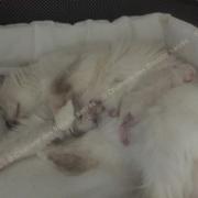 CHATONS 2015-08-12-19h08
