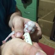 CHATONS 2015-08-13-04h22-2