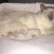 CHATONS 2015-08-13-19h02