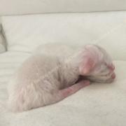 CHATONS 2015-08-14-14h22