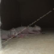 CHATONS 2015-08-16-12h17-2