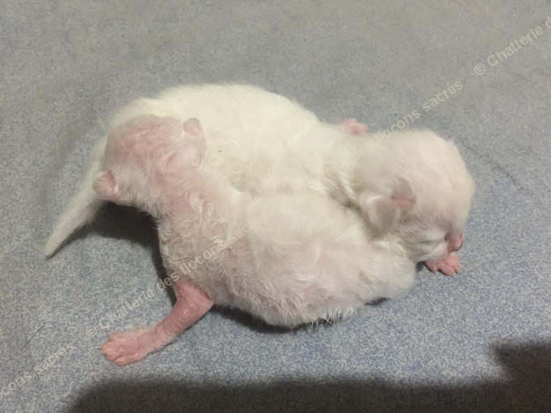 CHATONS 2015-08-18-23h48