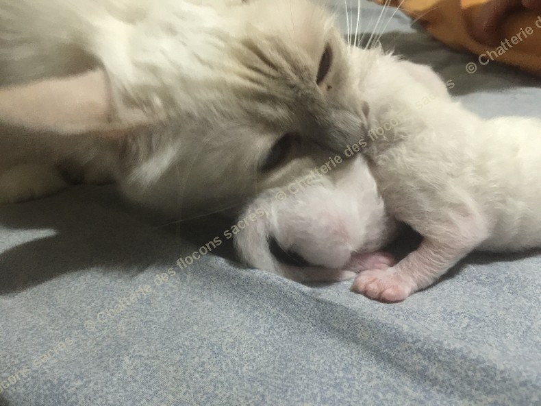 CHATONS 2015-08-18-23h49-2