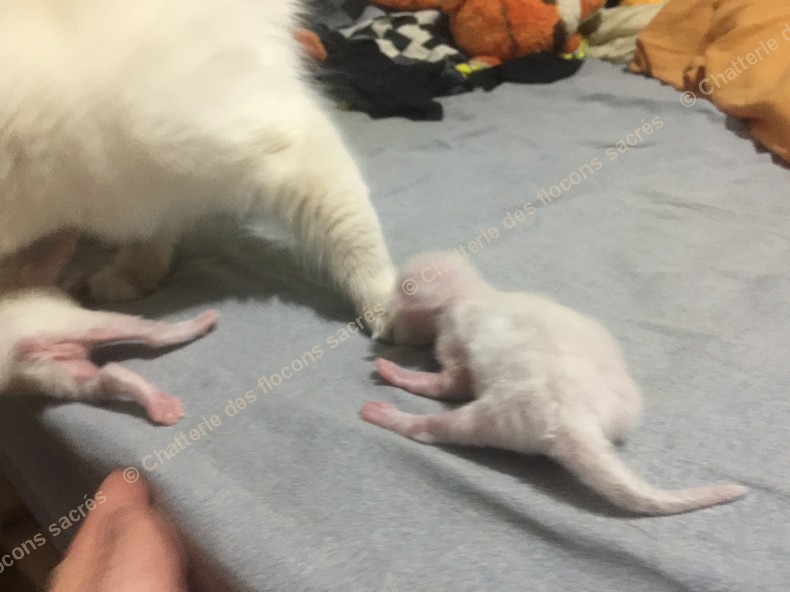 CHATONS 2015-08-18-23h49-3