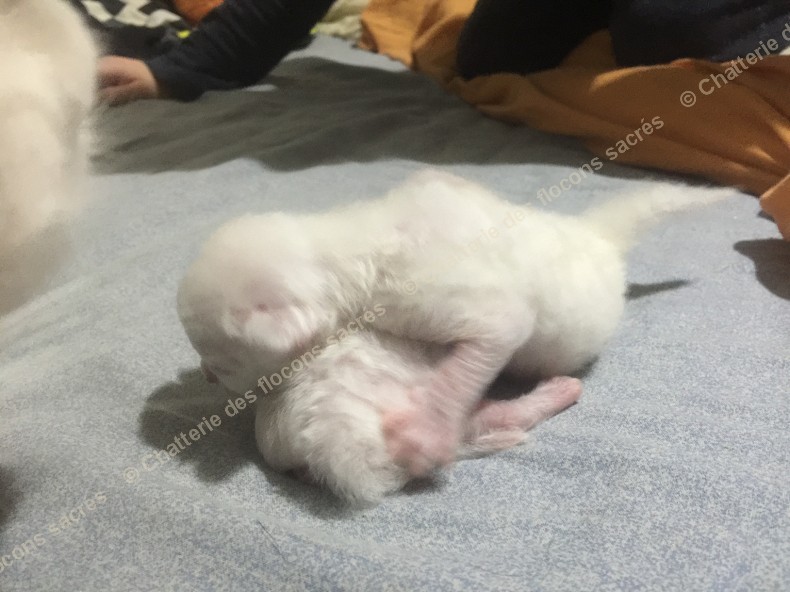 CHATONS 2015-08-18-23h49-4