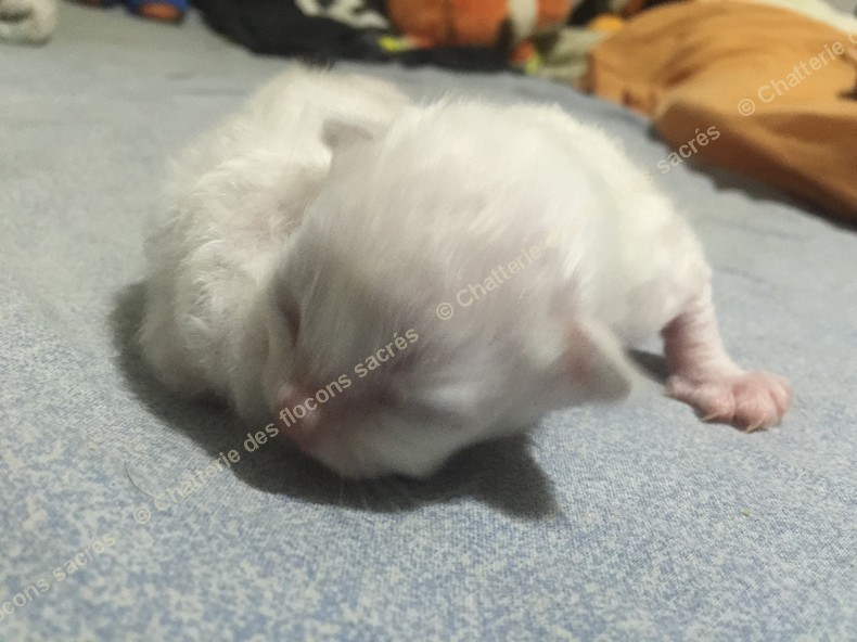 CHATONS 2015-08-18-23h49