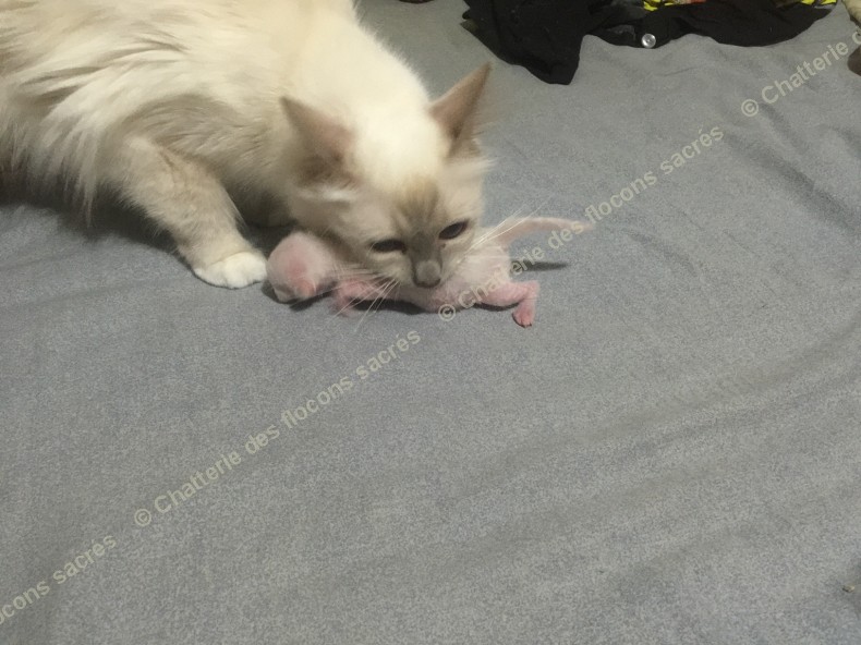CHATONS 2015-08-18-23h51-2