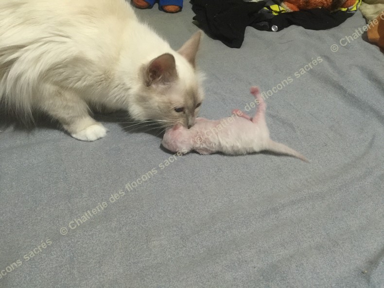 CHATONS 2015-08-18-23h51