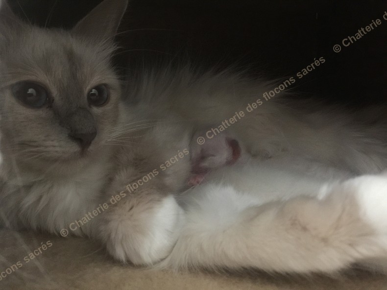 CHATONS 2015-08-19-17h16
