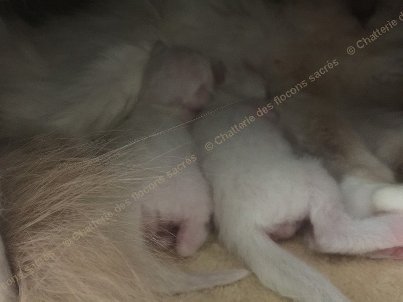CHATONS 2015-08-21-17h29
