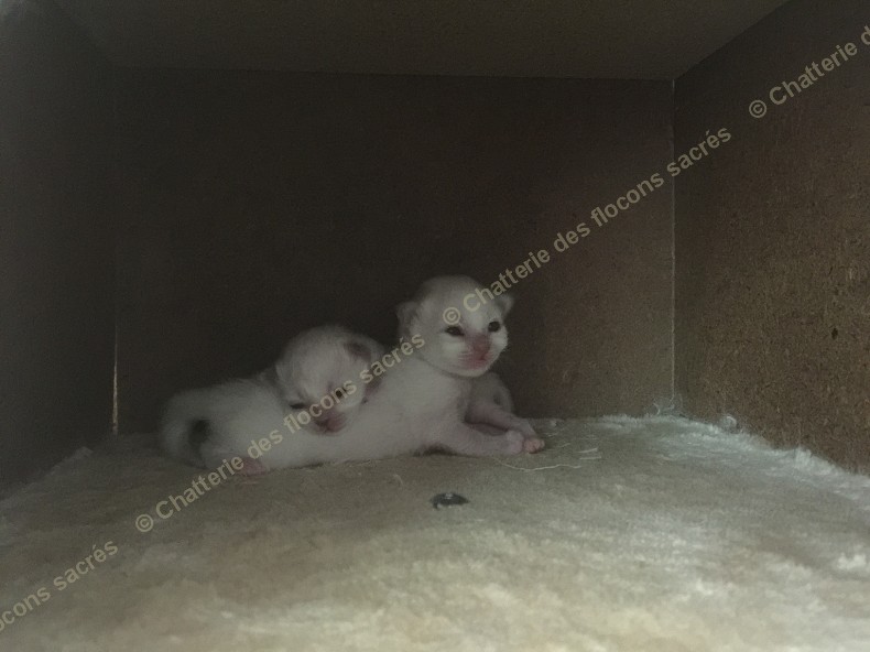 CHATONS 2015-08-21-18h06-1