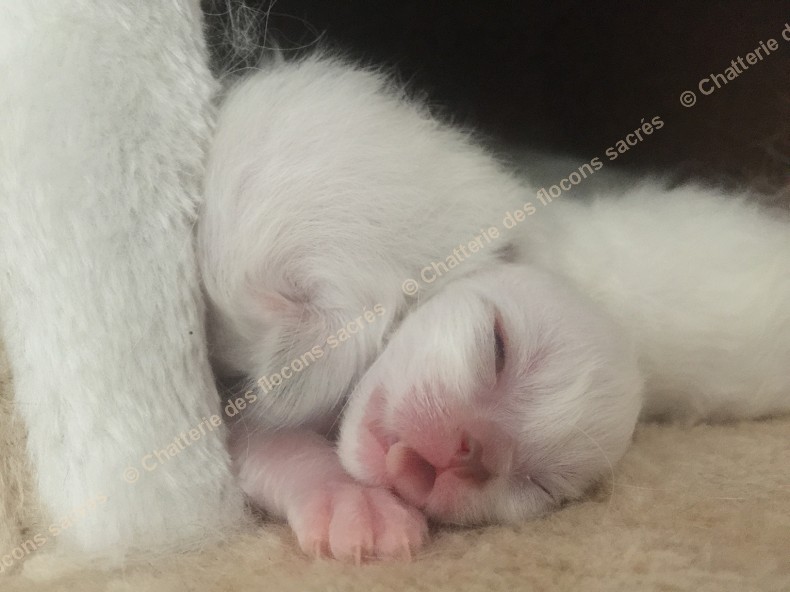 CHATONS 2015-08-21-18h51