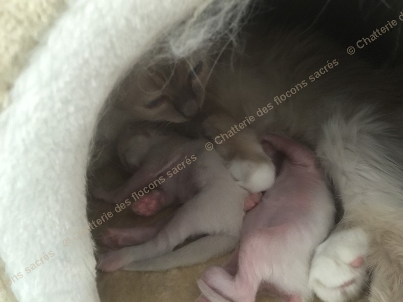 CHATONS 2015-08-22-12h06