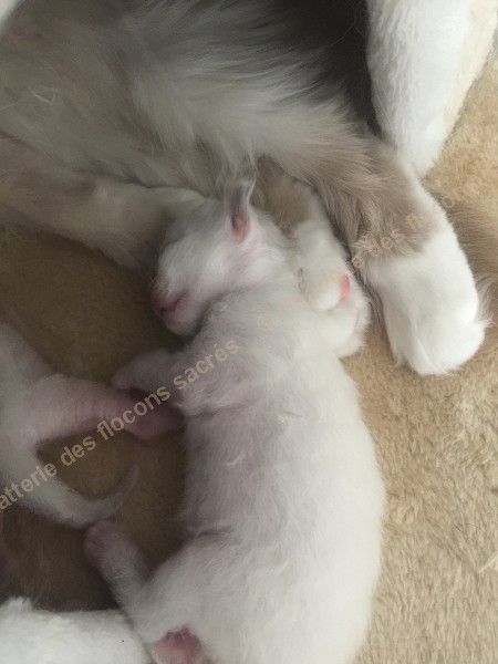 CHATONS 2015-08-22-12h10