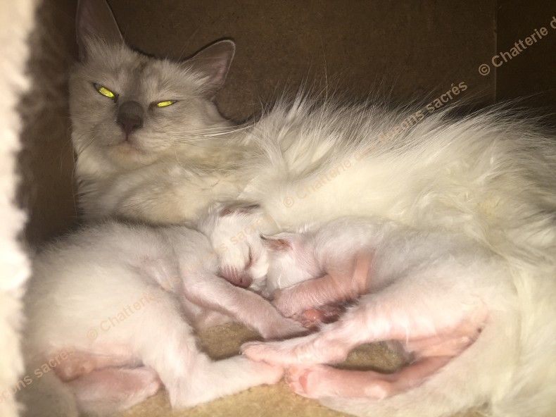 CHATONS 2015-08-24-20h52-2