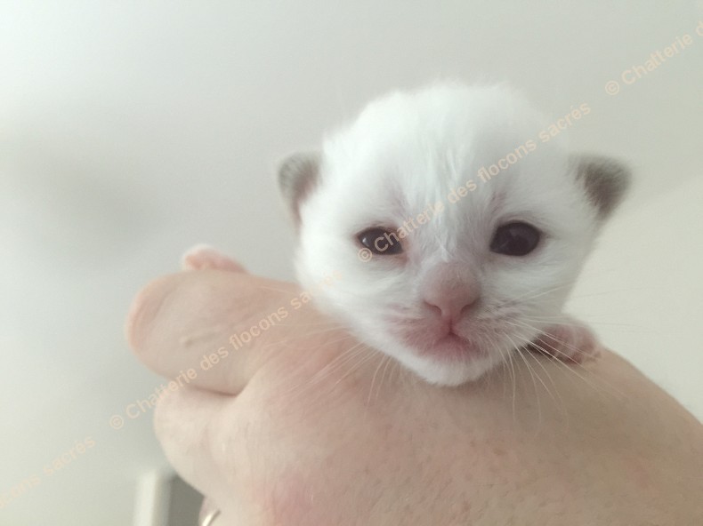 CHATONS 2015-08-25-19h08