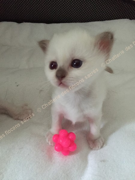 CHATONS 2015-09-04-16h55-1