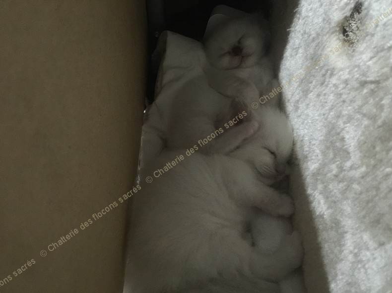 CHATONS 2015-09-05-22h24-3