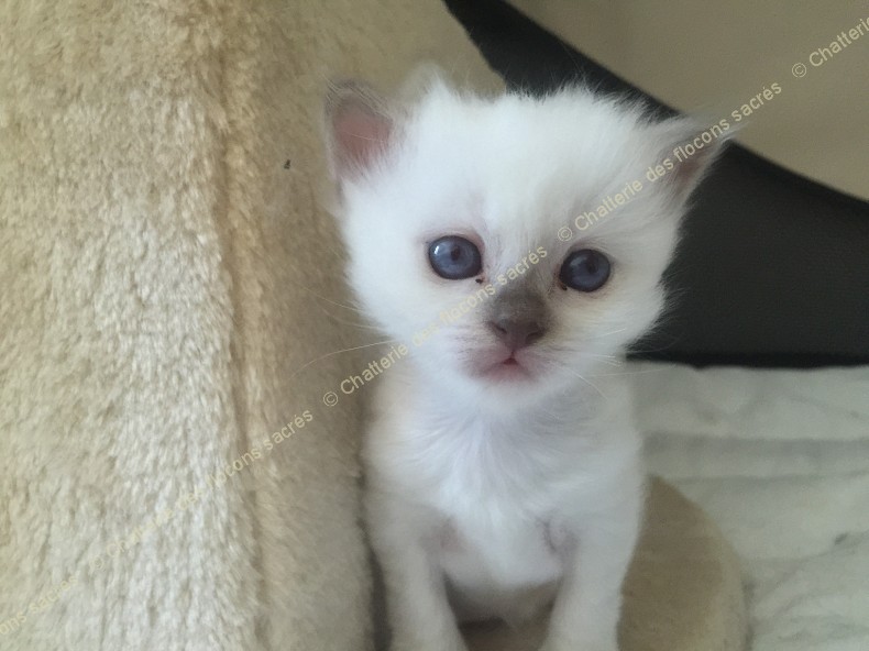 CHATONS 2015-09-09-10h56-4