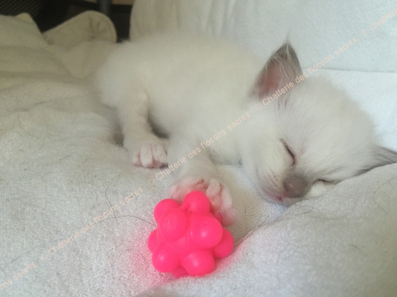 CHATONS 2015-09-09-10h56