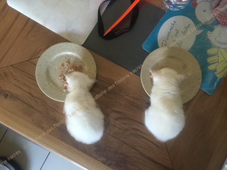 CHATONS 2015-09-11-09h52