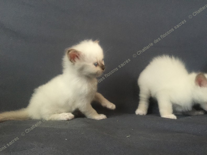 CHATONS 2015-09-12-10h43-2