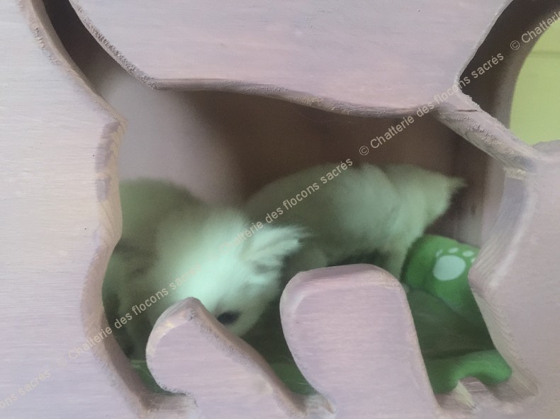 CHATONS 2015-09-12-10h50