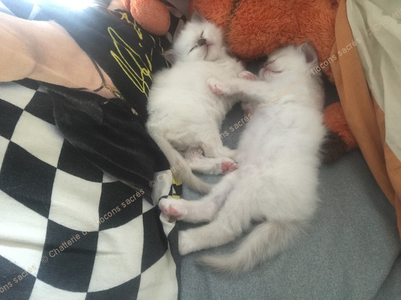 CHATONS 2015-09-13-16h33