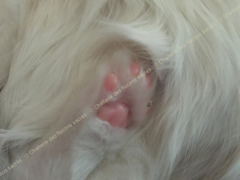 CHATONS 2015-09-15-15h32