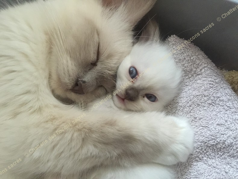 CHATONS 2015-09-15-15h33-2