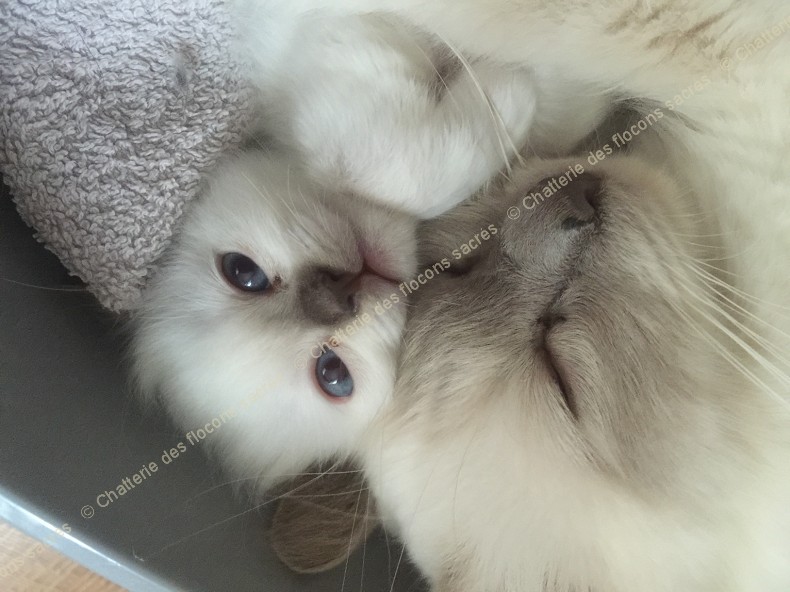 CHATONS 2015-09-15-15h33