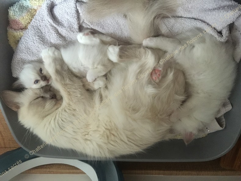 CHATONS 2015-09-15-15h34-1